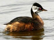 Macá común/White-tufted Grebe Macá común/White-tufted Grebe