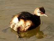 Macá común/White-tufted Grebe Macá común/White-tufted Grebe