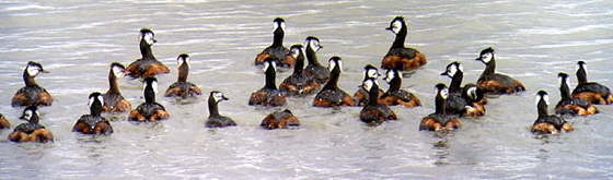 Macá común/White-tufted Grebe Macá común/White-tufted Grebe