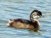 Macá común/White-tufted Grebe Macá común/White-tufted Grebe