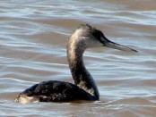 Macá grande/Great Grebe Macá grande/Great Grebe
