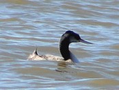 Macá grande/Great Grebe Macá grande/Great Grebe
