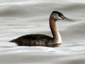 Macá grande/Great Grebe Macá grande/Great Grebe