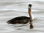 Macá grande/Great Grebe Macá grande/Great Grebe