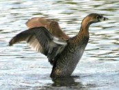Macá pico grueso/Pied-billed Grebe