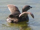 Macá pico grueso/Pied-billed Grebe