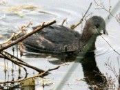 Macá pico grueso/Pied-billed Grebe