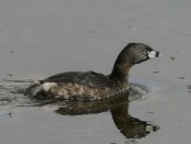 Macá pico grueso/Pied-billed Grebe