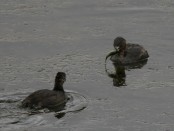 Macá pico grueso/Pied-billed Grebe