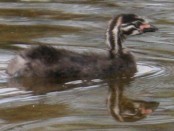 Macá pico grueso/Pied-billed Grebe