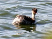 Macá plateado/Silvery Grebe