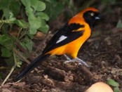 Matico/Epaulet Oriole
