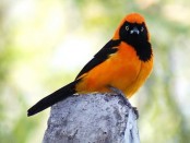 Matico/Epaulet Oriole