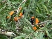 Matico/Epaulet Oriole