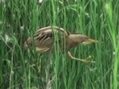 Mirasol común/Stripe-backed Bittern