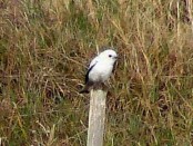 Monjita blanca/White Monjita