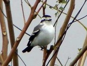 Monjita coronada/Black-crowned Monjita