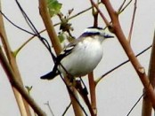Monjita coronada/Black-crowned Monjita
