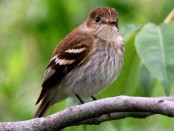 Mosqueta estriada/Bran-colored Flycatcher