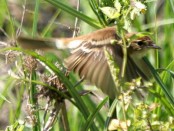 Mosqueta estriada/Bran-colored Flycatcher