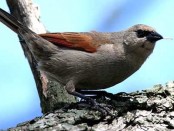 Tordo músico/Bay-winged Cowbird