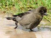 Tordo músico/Bay-winged Cowbird