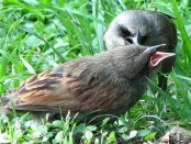 Tordo músico/Bay-winged Cowbird