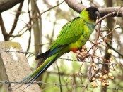 Ñanday/White-hooded Parakeet