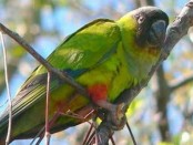 Ñanday/White-hooded Parakeet