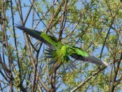 Ñanday/White-hooded Parakeet