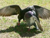 Paloma doméstica/Rock Pigeon