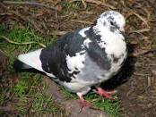 Paloma doméstica/Rock Pigeon