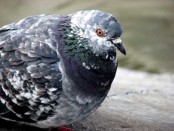 Paloma doméstica/Rock Pigeon