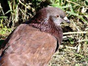 Paloma doméstica/Rock Pigeon