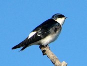 Golondrina patagónica/Chilean Swallow