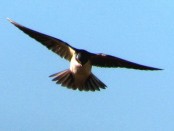 Golondrina patagónica/Chilean Swallow