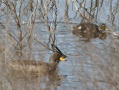 Pato barcino/Yellow-billed Teal