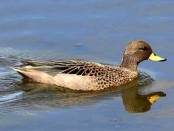 Pato barcino/Yellow-billed Teal