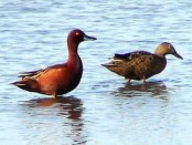 Pato colorado/Cinnamon Teal Pato colorado/Cinnamon Teal