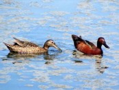 Pato colorado/Cinnamon Teal Pato colorado/Cinnamon Teal