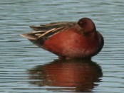 Pato colorado/Cinnamon Teal Pato colorado/Cinnamon Teal