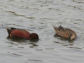Pato colorado/Cinnamon Teal Pato colorado/Cinnamon Teal