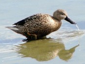 Pato cuchara/Red Shoveler