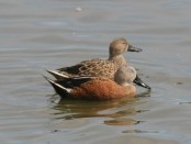 Pato cuchara/Red Shoveler