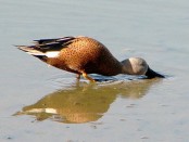 Pato cuchara/Red Shoveler