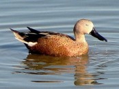 Pato cuchara/Red Shoveler