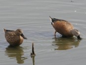 Pato cuchara/Red Shoveler