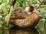 Pato cutirí/Brazilian Duck