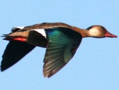 Pato cutirí/Brazilian Duck