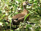 Pato cutirí/Brazilian Duck